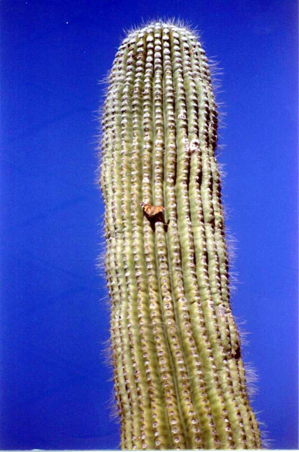 The cacti support a lot of the desert's wildlife.